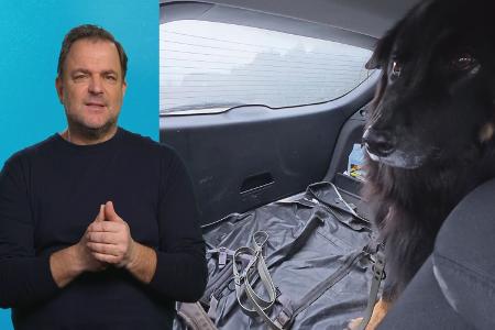 Die Unvermittelbaren - mit Martin Rütter