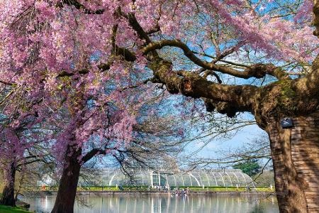Royal Botanic Gardens, London