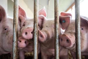 Briten importieren nach Tierseuche wieder deutsches Fleisch