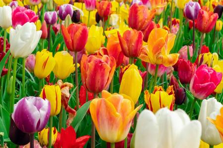 Der Frühling erwacht: Die schönsten Gärten der Welt