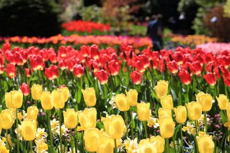 Butchart Gardens, Vancouver Island