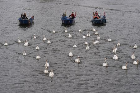 In diesem Jahr begleiteten die Boote rund 50 von insgesamt rund 90 Schwänen.