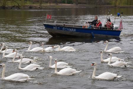 Schwanenvater Olaf Nieß und sein Team begleiteten die Tiere. 