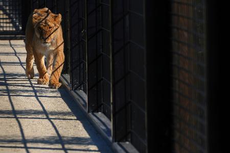  Die Tiere sollen künftig in der südenglischen Grafschaft Kent leben.