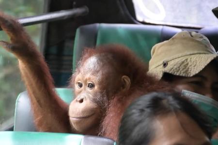Unterwegs zum neuen Zuhause: Das Busfahren war für die Orang-Utans eine Neuheit.