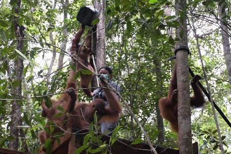 Viele gerettete Orang-Utans müssen erst einmal lernen, wie man auf Bäume klettert. 