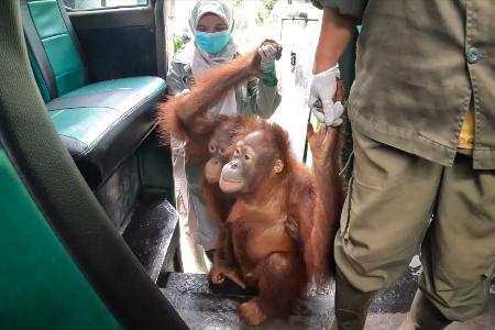 Einsteigen bitte: An der Hand ihrer Pfleger erkunden die jungen Orang-Utans erst einmal den Bus.