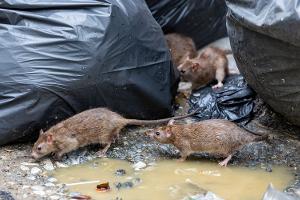 Schädlingsreport 2025: In diesem Bundesland leben die meisten Ratten