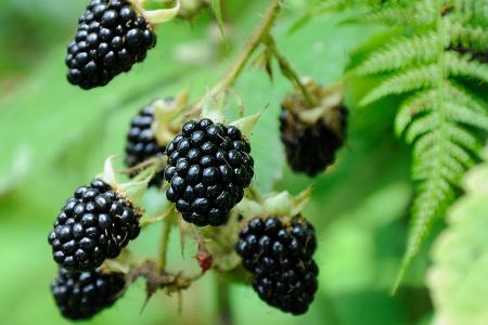 Brombeere