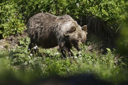 Ein Braunbär in einem slowakischen Gebirgstal. In der Slowakei gibt es mehr als Tausend freilebende Braunbären. (Archivbild) Ein Braunbär in einem slowakischen Gebirgstal. In der Slowakei gibt es mehr als Tausend freilebende Braunbären. (Archivbild)