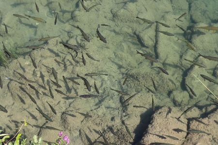 Fischschwarm in einem Fluss mit niedrigem Wasserstand