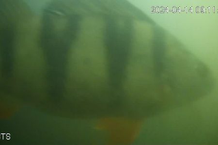 Schemenhafter Fisch vor einer Kamera in Farbe