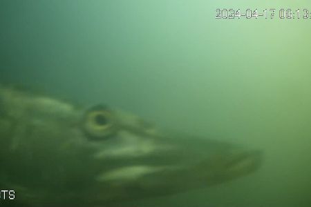 Schemenhafter Hecht vor einer Unterwasserkamera