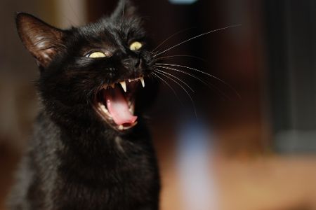 Schwarze Katze zeigt Zähne