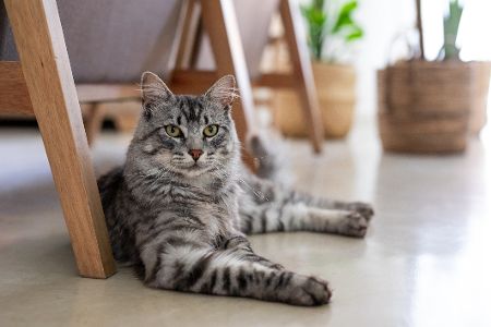 Katze liegt unter einem Stuhl Katze liegt unter einem Stuhl