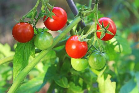 Unreife Tomaten