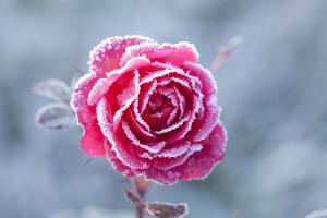 Erst warm, dann kalt: Pflanzen droht der Frostschock