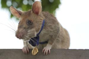 Minensuch-Ratte Ronin bricht in Kambodscha alle Rekorde