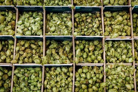 Hopfen sorgt nicht nur für die bittere Note im Bier. (Archivbild)