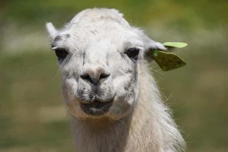 Lama