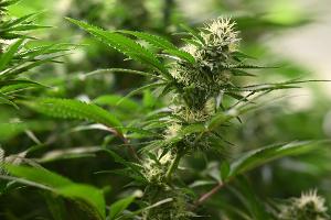 Cannabis-Gesetz soll "ergebnisoffen" geprüft werden