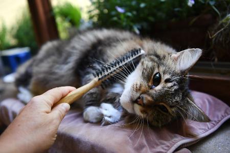 Hautschuppen, Urin, Speichel, Tierhaare: Darin stecken bestimmte Eiweißmoleküle, die für Allergikerinnen und Allergiker ein Problem sind. 