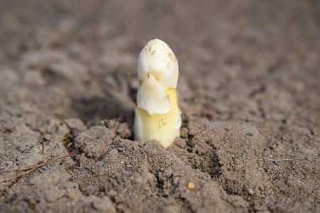 Der Ruf als potenzielles Aphrodisiakum ist Experten zufolge wohl vor allem auf das phallusähnliche Aussehen zurückzuführen.