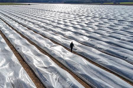 Lange Folien auf den Erdwällen verwandeln die Felder monatelang in gigantische Plastikwüsten.