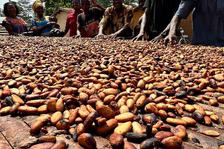  Rund 80 Prozent des Kakaos in Deutschland kommt aus der Elfenbeinküste und Ghana.