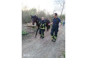 Feuerwehr fängt entlaufenes Pferd ein