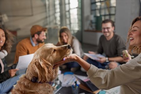 Hund wird gekrault, während drumherum Menschen in einem Stuhlkreis Büroarbeit erledigen