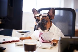 Pilotprojekt „Bürohund“ zieht positive Zwischenbilanz