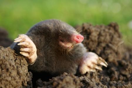 Wie man mit einem Maulwurf im Garten umgehen sollte