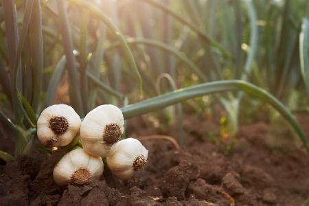 Knoblauch und Co.