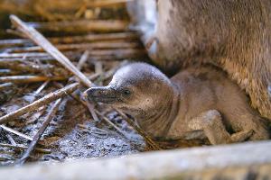 Mehrere Pinguinküken in Stralsund auf die Welt gekommen