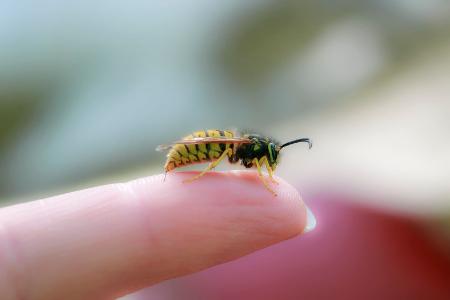 Stich nur bei Gefahr