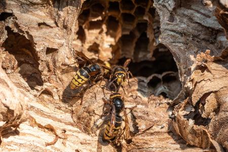 Friedliche Insekten