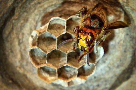 Hornissen-Königin beim Nestbau