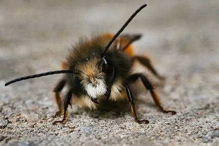 Wildbienen