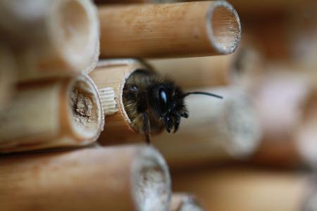 Mauerbiene Im Nest