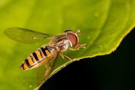Schwebfliege 