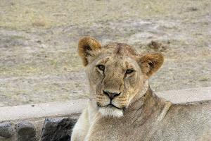 Löwin tötet 14-Jährige in Kenia