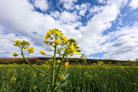 Sonne, Wolken und Regen im Mix - das gilt für die ganze Woche.