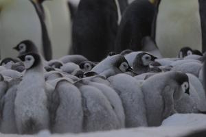 Gruppenkuscheln bei minus 40 Grad: "Die geheimnisvolle Welt der Pinguine"