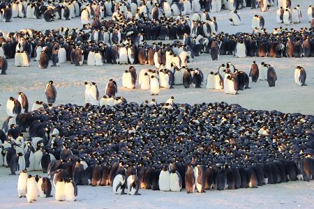 Die geheimnisvolle Welt der Pinguine