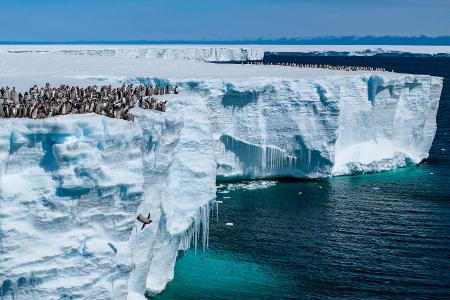 Die geheimnisvolle Welt der Pinguine