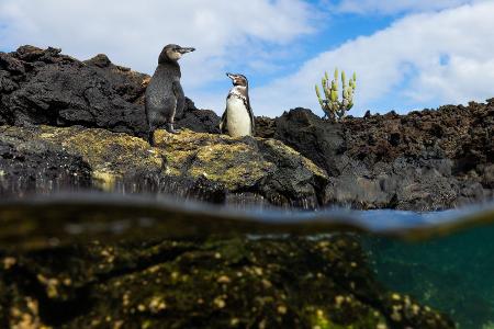 Die geheimnisvolle Welt der Pinguine