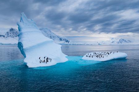Die geheimnisvolle Welt der Pinguine