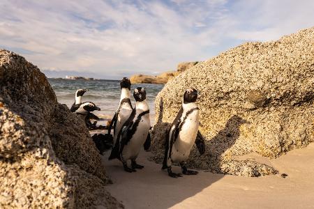 Die geheimnisvolle Welt der Pinguine