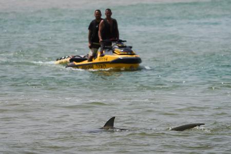 Haiangriffe sind in Israel äußerst selten. 